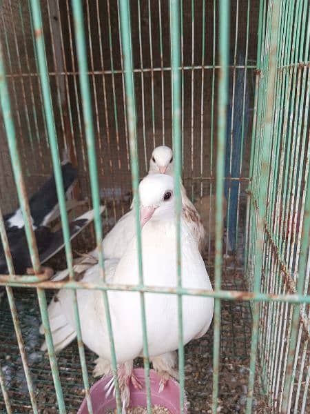 pigeon pathay ( babies) 4