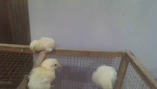 5 days chicks pure paper white heera aseel