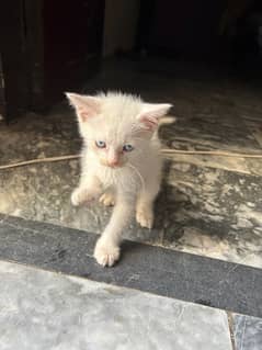 kitten with blue eyes