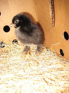 Bantam day old chiks available