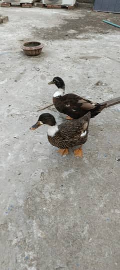 Ducks