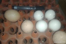 Heera Aseel Eggs and Chicks