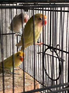 cremino albino red ayes and finches available