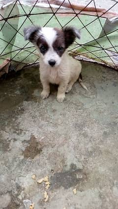 Russian female puppy