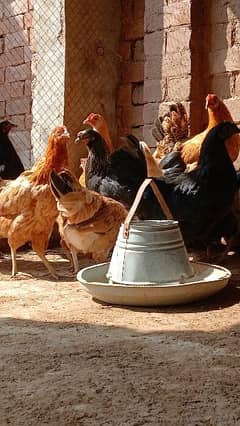 Golden Misri Desi Hens