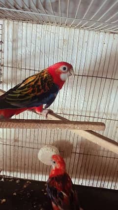 rosella pair