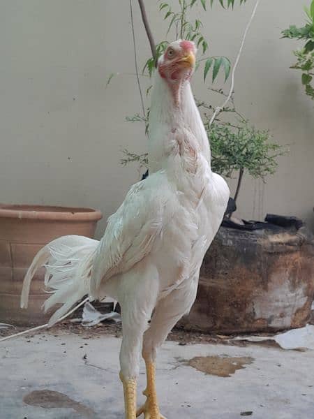 imported indian gaint chicks,here pair,Qandhari parrot beak female 3