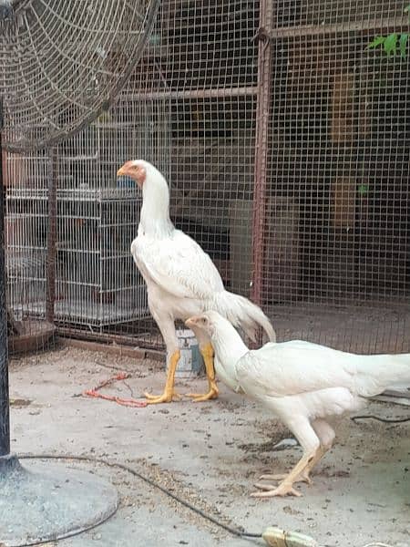 imported indian gaint chicks,here pair,Qandhari parrot beak female 4