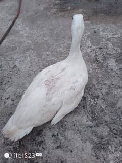 2 pairs of  white American Pekin ducks for sale . Whatsapp 03297950079