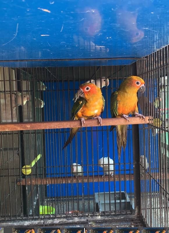 Sunconure 0