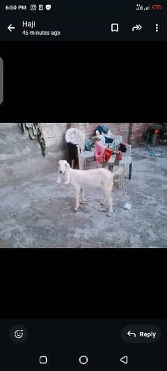 female for sale . 03164350590