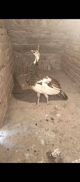 peacock blue pied male 0