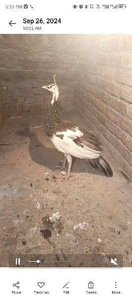 peacock blue pied male 1