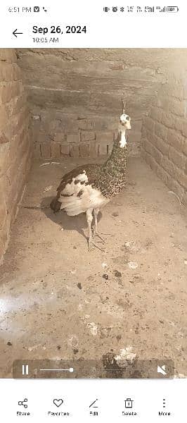 peacock blue pied male 2