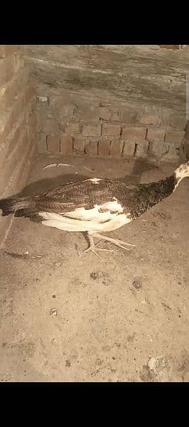 peacock blue pied male 3