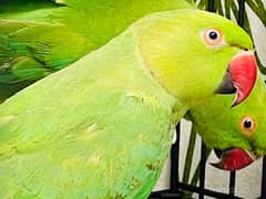 Green Indian Ringed-Neck Parrots