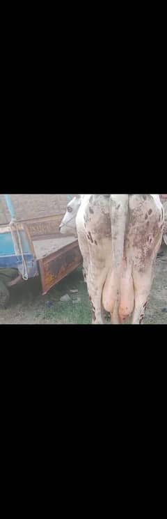 cholistani  frezian cow with female calf for sale