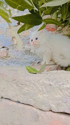 Persian kittens for sale