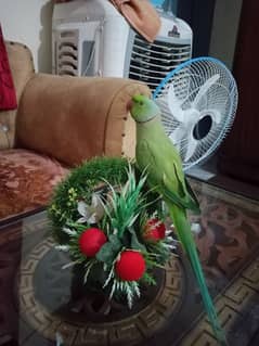 parrot for sale gar m Pala houa ha