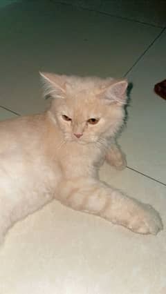 Persian cat for sale