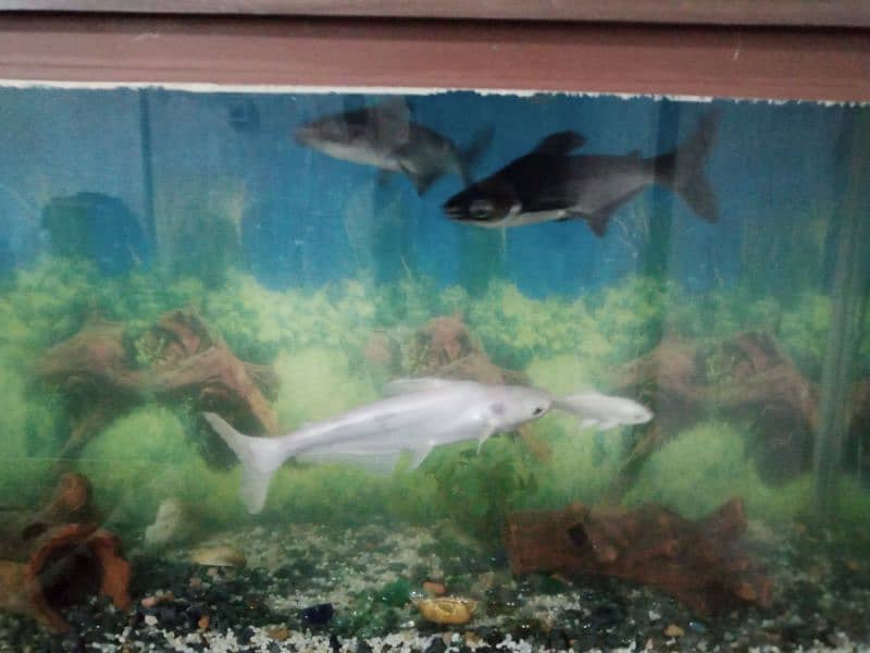 4 feet aquarium with fishes for sale 0