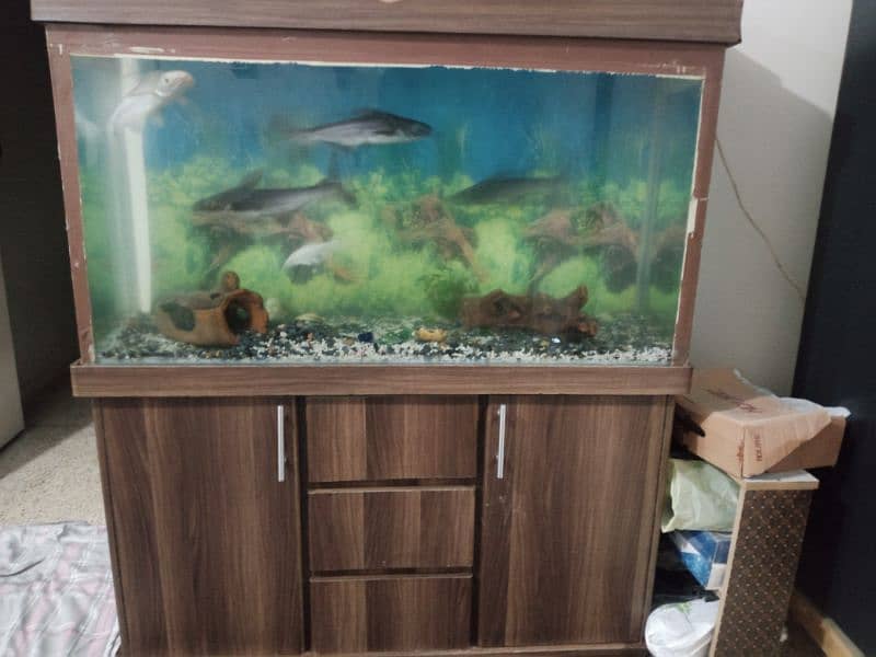 4 feet aquarium with fishes for sale 1