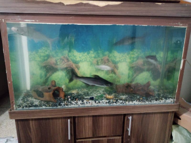 4 feet aquarium with fishes for sale 2