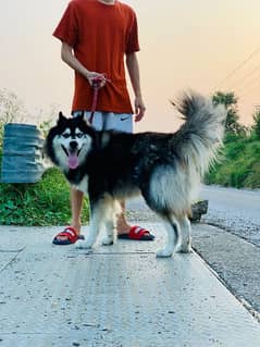 Siberian husky male available for sale