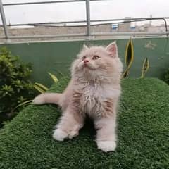 Persian / Kitten / Triple coat / Cute Cats / Fluffy Cat / small kitten