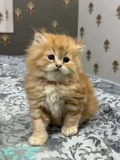 Persian Kittens | Persian Cat | Punch Face Persian | Triple Coated