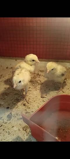 Heera crass chicks for sell