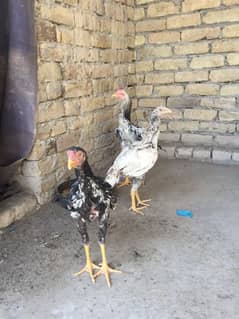 3 piece 2male and 1 female pure aseel lasani breed. only 1 price 2500