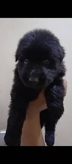 black German shepherd long cot male