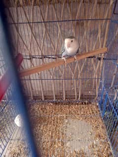 3 pc lovebirds for sale