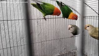 Love birds Pair