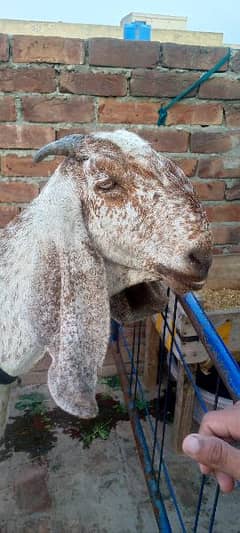 makhi chini bakri good quality 2 month qaras