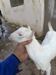 Tedda gulabi male/Bakra/goat