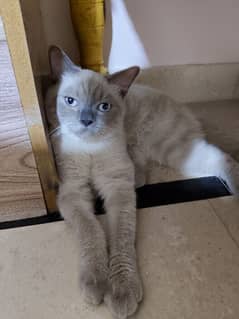 7 months old Male kitten for sale