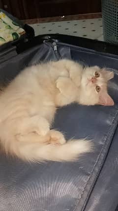 Persian triple coat male kitten