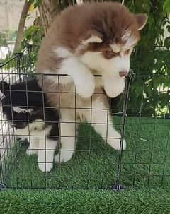 Siberian husky Pair