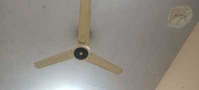 Two 56' ceiling Fan