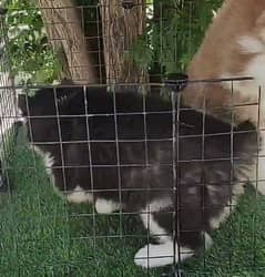 Siberian husky Pair