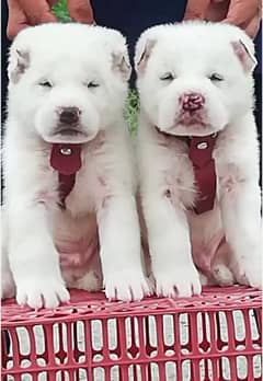 King alabai dog 2 male  age 45 days for sale available full white