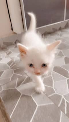 Persian kitten (male)