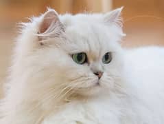 Persian male cat