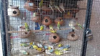 parrots for sale