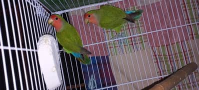 Lovebird and Gray Java for sale