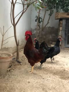 Desi Murgha | RIR breeder cock male