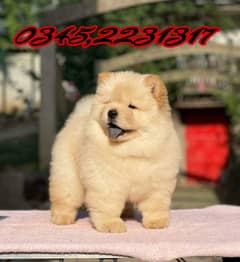 Chow Chow puppy (03452231317)