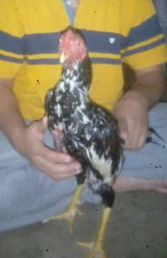 Hen for sale